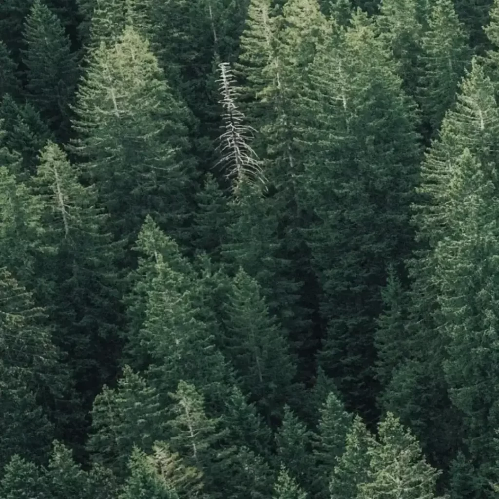 „juliArt“ laimi 1,5 °C klimato tikslo ženklą
