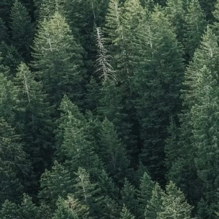 „juliArt“ laimi 1,5 °C klimato tikslo ženklą